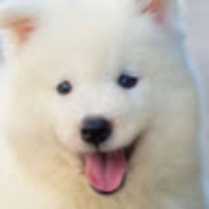 Meet your Posher, Molly